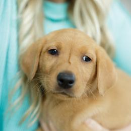 Sunny - Yellow female Labrador Retriever puppy in Allons, Tennessee from UC Labradors LLC