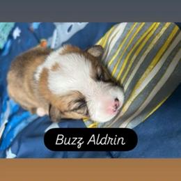 Boy 5 - Red and white male American Corgi puppy in Cocoa, Florida from Cascadian Space Coast Corgis LLC