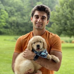 Golden Retriever Puppies from Seven Hills Goldens