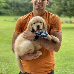 Golden Retriever Puppies from Seven Hills Goldens