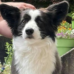 Cardigan Welsh Corgis from Baledwr Kennels