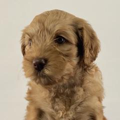 Girl 4 - Australian Labradoodle puppy in Maysville, Oklahoma from Southern Oklahoma Labradoodles