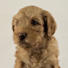 Girl 4 - Australian Labradoodle puppy in Maysville, Oklahoma from Southern Oklahoma Labradoodles