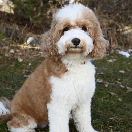 Sage - Bernedoodle