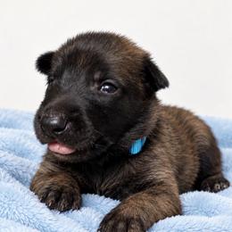 Dark Fawn Boy - Fawn sable male Belgian Malinois puppy in Dallas, Texas from Kaizen Ruach Malinois