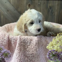 Australian Labradoodle and Bernedoodle Puppies from Frosty & Ginger Co Home of Doodles