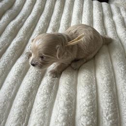 White collar - Apricot male Maltipoo puppy in Fredericktown, Missouri from Doodle Pups Fur-Ever
