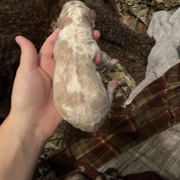 Girl 2 - Parti female Poodle puppy in Livingston, Louisiana from Hades Flame Kennel