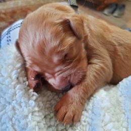 Boy 2 - male Golden Retriever puppy in Fort White, Florida from Triple-s-kennel