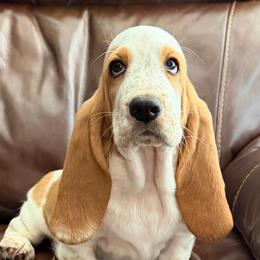 Burgundy collar feamale - Red and white female Basset Hound puppy in Columbia, South Carolina from Pawmetto Hounds