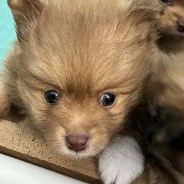 Pomeranians from Budhyzer Pups, LLC