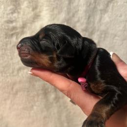 Pink - Black and rust female Doberman Pinscher puppy in Muskegon, Michigan from HillStone Dobermans