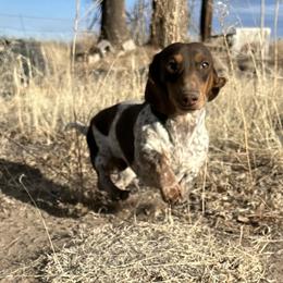 Ryder - Dachshund