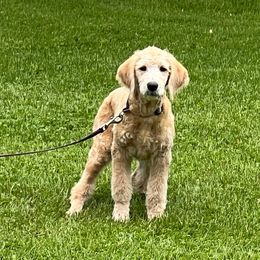 Gray Collar - Golden female Double Doodle puppy in Smiths Creek, Michigan from Dailers Doodles LLC