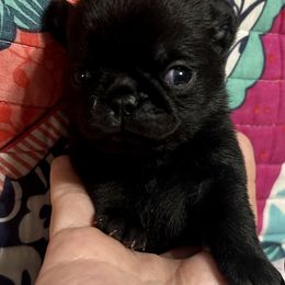 Dori Female 2 - Black female Pug puppy in Saint Pauls, North Carolina from Copperfield’s Goldens