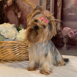 Polina - Yorkshire Terrier