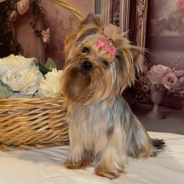Polina - Yorkshire Terrier