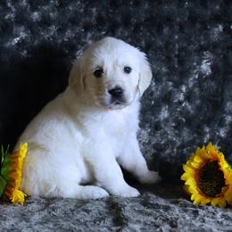 2nd Pick Female Girl - Light golden female Golden Retriever puppy in Pasadena, Maryland from Promise Land