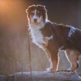 Australian Shepherd Puppies from Crystalbrook Aussies