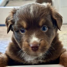 Andovers Call of Courage - Red tri-color female Miniature American Shepherd puppy in Rockford, Illinois from Andover Aussies