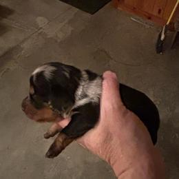 Sasha - Dapple female Dachshund puppy in Nashville, Georgia from Riverside Dachshund