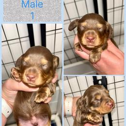 Cheddar's Male 1 - Chocolate and tan male Dachshund puppy in Rattan, Oklahoma from Burgett’s Barnyard Dachshunds