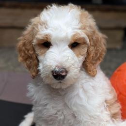 Grey Collar - Parti female Goldendoodle puppy in Olympia, Washington from Sinclairdoodles