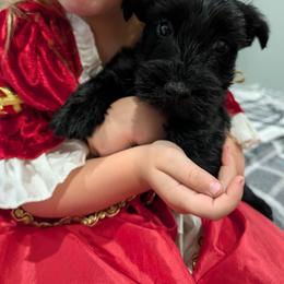 Bella - Black female Scottish Terrier puppy in De Lisle, Mississippi from Bellendaine Scotties
