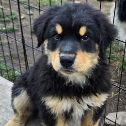 Rebel - Black tri male Miniature Australian Shepherd puppy in Crestline, California from Haugen's Minis