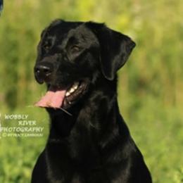 Labrador Retrievers from Puddle Jumper Labs