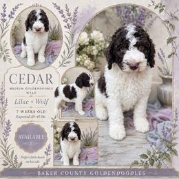 Cedar - Parti male Goldendoodle puppy in Macclenny, Florida from Baker County Goldendoodles