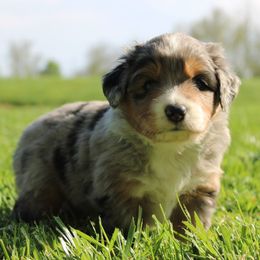 Pippin - Blue merle male Miniature American Shepherd puppy in Franklin, Kentucky from LF Ranch
