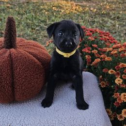 Yellow Collar Male - Black male Labrador Retriever puppy in Lubbock, Texas from Bentwood Cove Kennel