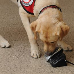 Golden Retriever and Labrador Retriever Puppies from Can Do Canines Assistance Dogs