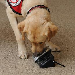 Golden Retriever and Labrador Retriever Puppies from Can Do Canines Assistance Dogs