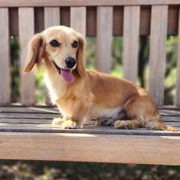 Teddy - Dachshund