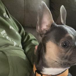 Boston Terriers, Companion Crosses, and French Bulldogs from Cozy Companions