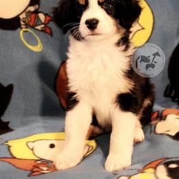 Australian Shepherd Puppies from Dawn 2 Dusk Ranch