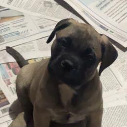 Purple girl - Red female Bullmastiff puppy in South Attleboro, Massachusetts from Bessettes Bullies