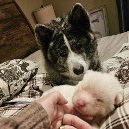 Japanese Akitainu Puppies from Ichigo Japanese Akitainu Kennels