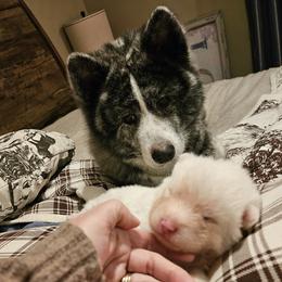 Japanese Akitainu Puppies from Ichigo Japanese Akitainu Kennels