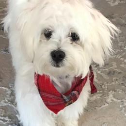Companion Cross puppies from 3 Bs Havanese-PUPPIES with  PURPOSE