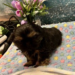 Sammy - Black and tan Shih Tzu puppy in Brevard, North Carolina from House of Little Lions