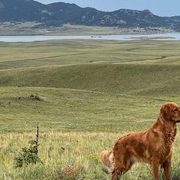 Golden Retrievers from Floyd Ranch Field Goldens