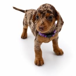 Willow - Dapple female Dachshund puppy in Illinois from William Rotsaert