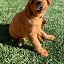 Golden Retriever Puppies from Charmed Golden Retrievers