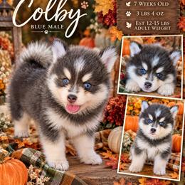 Colby (blue) - 2300 - Blue male Pomsky puppy in Spring Hill, Florida from www.PuppyTimeEmporium.com