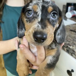 Dachshund Puppies from Yellowstone Dachshunds