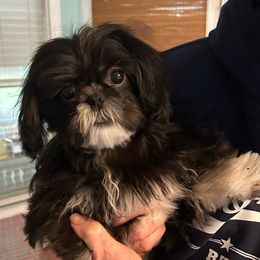 Frankie - Black and white male Shih Tzu puppy in Tallahassee, Florida from Bows and Bow Ties