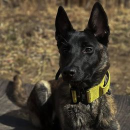 Karlach - Dutch Shepherd